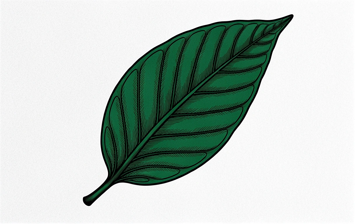 Botanical technical draft